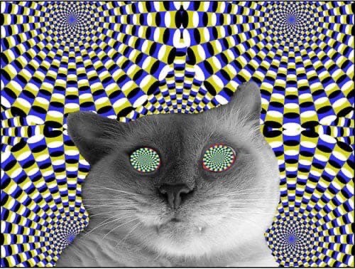 Создать мем: гипнотический, иллюзия для кошек, гипноз