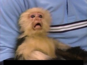 Create meme: the cry of a frightened monkey, screaming monkey meme, the scream scared monkeys meme
