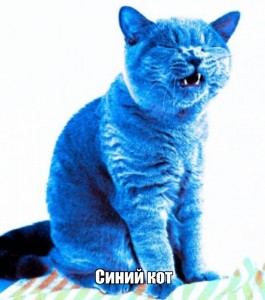 Создать мем: кошка синего цвета, синий кот, синий кiт