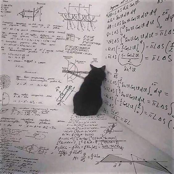 Создать мем: кот и физика, кот юмор, математика мемы коты