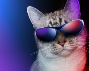 Create meme: cool cat