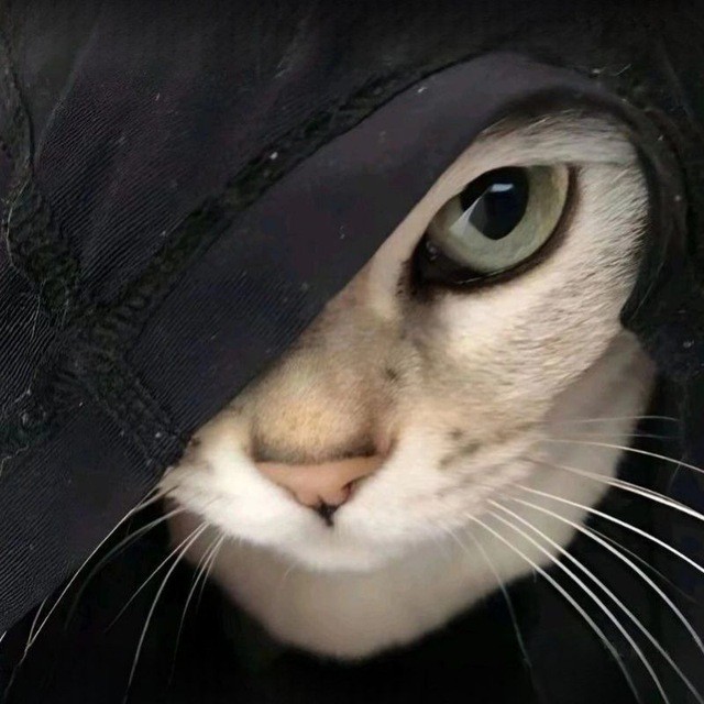 Create meme: the cat in the hood, a cat in a hood, the hooded cat