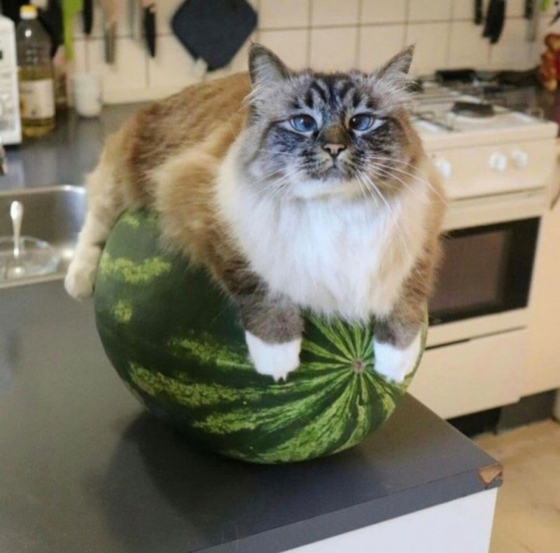Создать мем: cat cat, забавные животные, котик ест арбуз