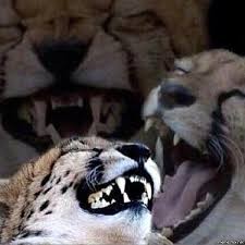 Create meme: laughs, cheetah, laughing Cheetah