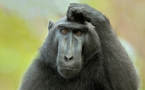 Создать мем: горилла смешная, черная макака, эффект сотой обезьяны