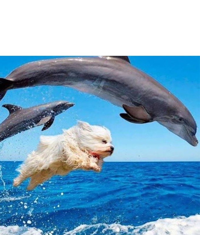 Create meme: a pair of dolphins, Dolphin , dog with dolphins meme