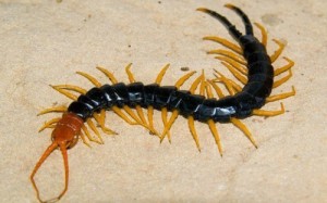 Create meme: centipede gif, centipede photo, centipede home