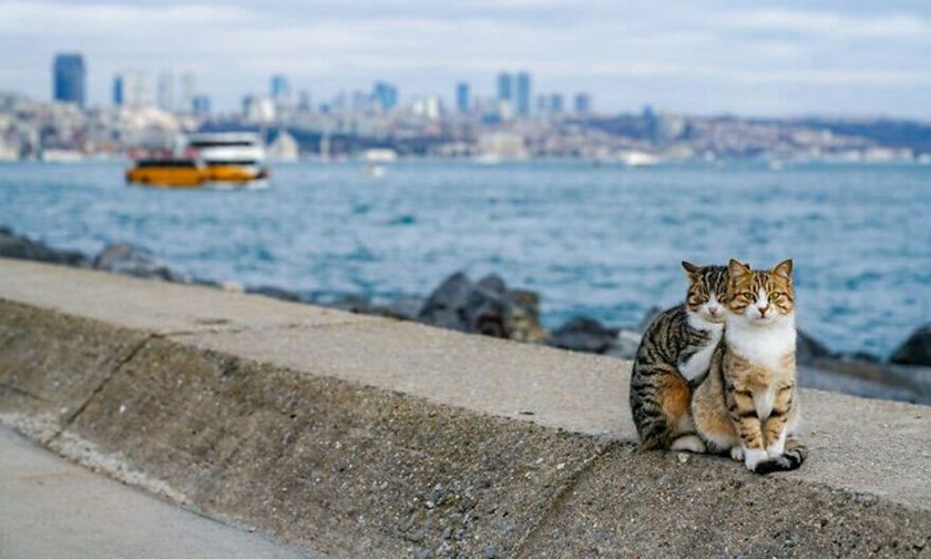 Создать мем: стамбул кошки, кошка на море, кошка на берегу моря