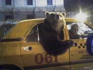 Создать мем: get in, a bear, мем медведь