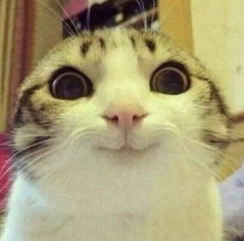 Create meme: smiling cat, cat meme, smiling cat 