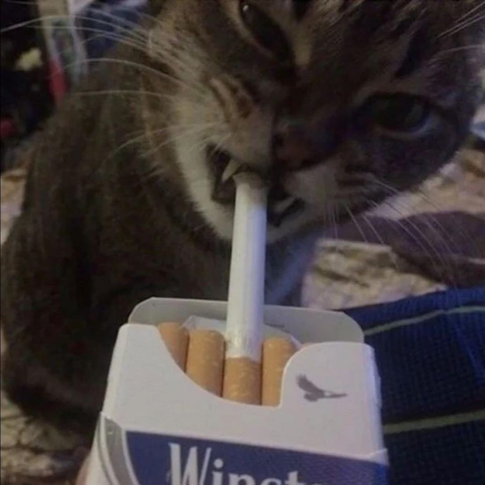 Create meme: cat with a cigarette meme, cat with a cigar, cat with a cigarette