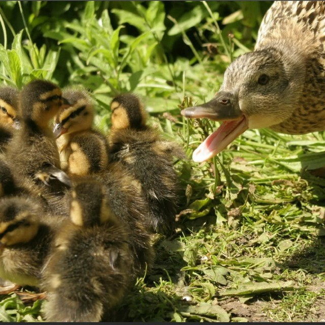 Create meme: duck with ducklings, mother duck and ducklings, mallard ducklings