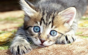 Create meme: kitty, cute kittens, cat