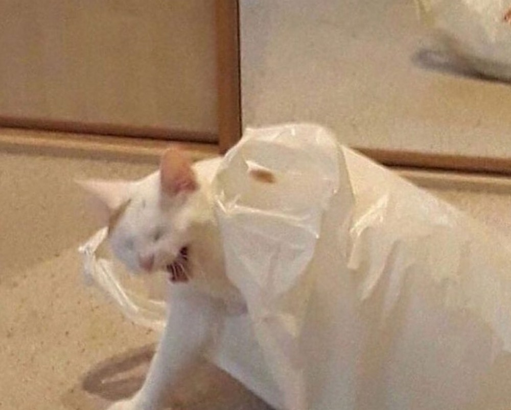 Create meme: cat in the package, cat , The cat eats the package