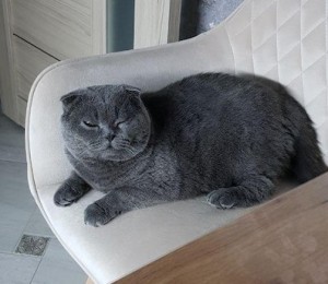 Create meme: British lop-eared, Scottish fold cat, Scottish fold cat