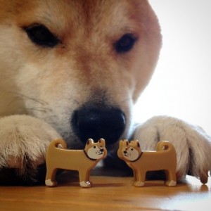 Create meme: the breed is Shiba inu