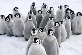 Create meme: antarctica, penguin, emperor penguin