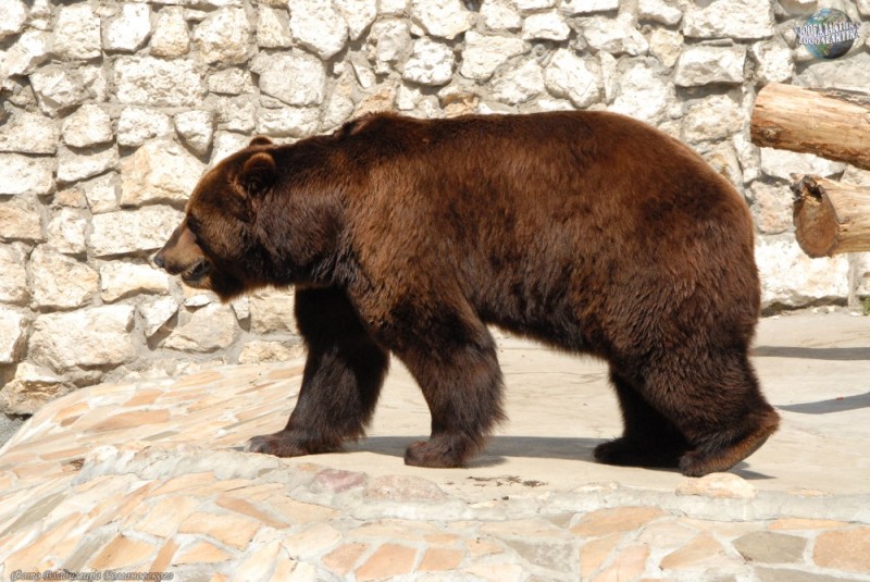 Create meme: brown bear in the Moscow zoo, leningrad zoo brown bear, moscow zoo bears