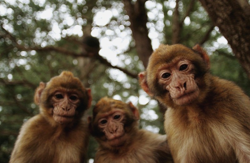 Создать мем: три обезьянки, обезьянки, стадо обезьян
