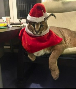 Создать мем: новогодний шлёпа, животные забавные, кот каракал