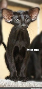 Ориентальная Кошка Фото Котят