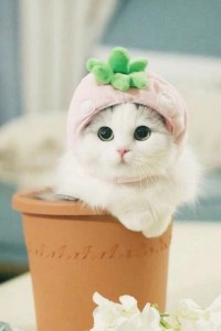 Создать мем: фотографии милых котиков, милые котята в шапочках, очаровательные котики