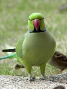 Создать мем: ожереловый попугай смешные, индийский ожереловый попугай, александрийский ожереловый попугай