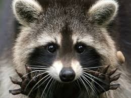 Create meme: enotik a gargle, raccoon gargle face, raccoon 