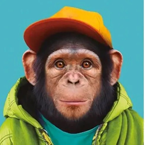 Создать мем: обезьянка в кепке