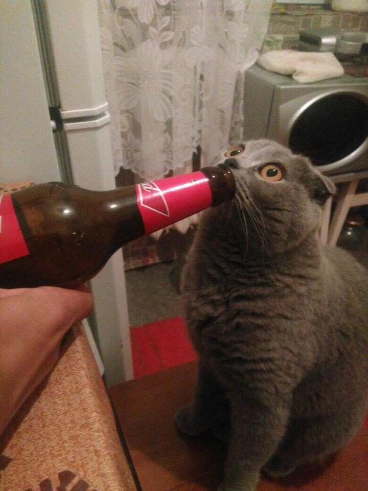 Создать мем: котик с пивом, кот, пьяные коты