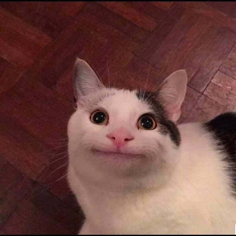 Create meme: the cat meme is funny, cat smiles meme, the cat from the meme