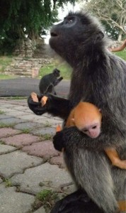 Create meme: monkey langur