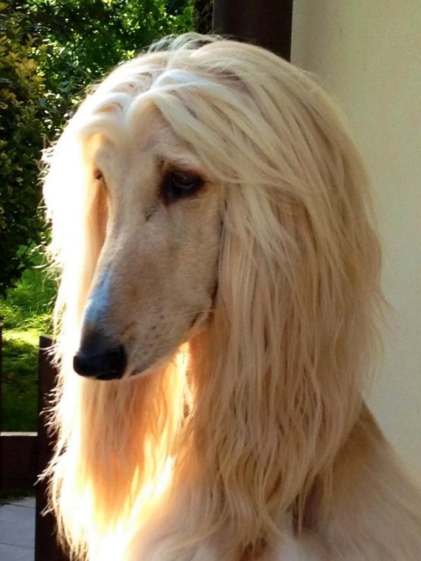 Create meme: the afghan hound, afghan hound portrait, the afghan greyhound is white