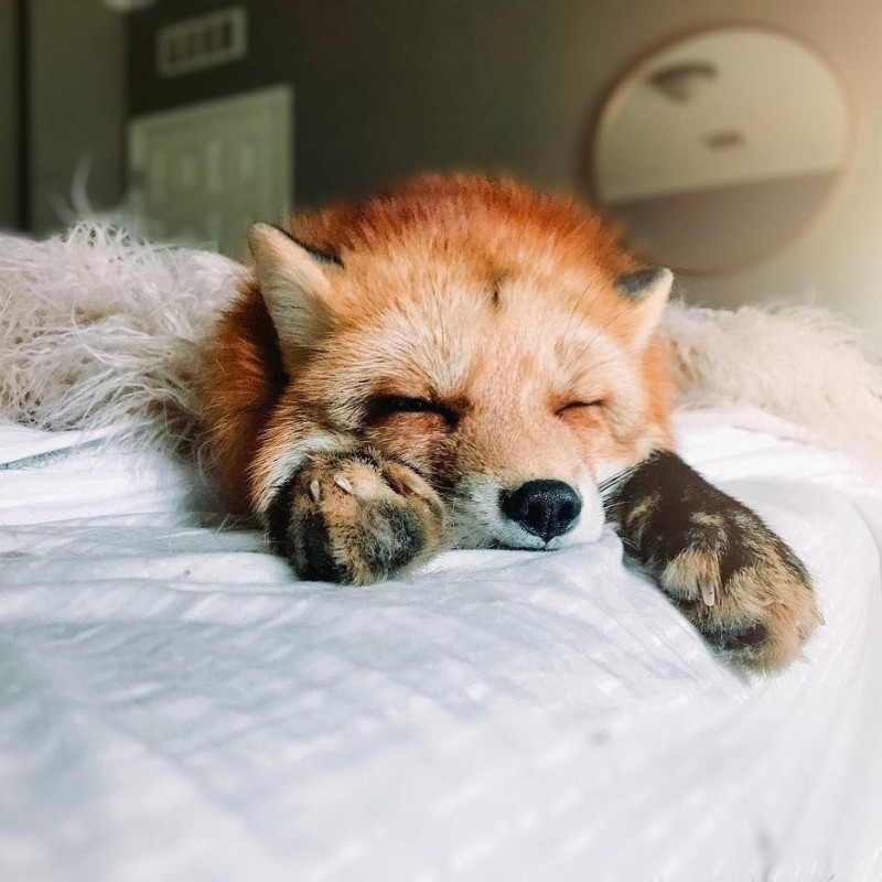 Create meme: Good night, kids!, sleepy fox cub, fox in the morning
