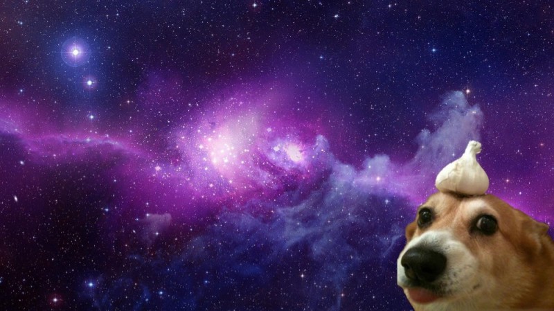 Создать мем: собака с чесноком на голове в космосе, grumpy cat на фоне космоса, собака на фоне космоса