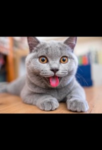 Создать мем: котики, Кошка, радостный британский кот