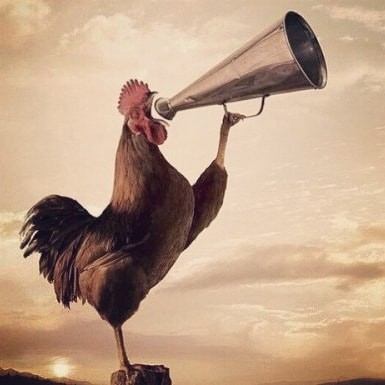 Create meme: good morning with a cock, good morning funny, rooster 