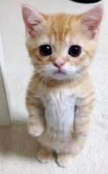 Create meme: cute cats , cute cats funny, very cute kittens 
