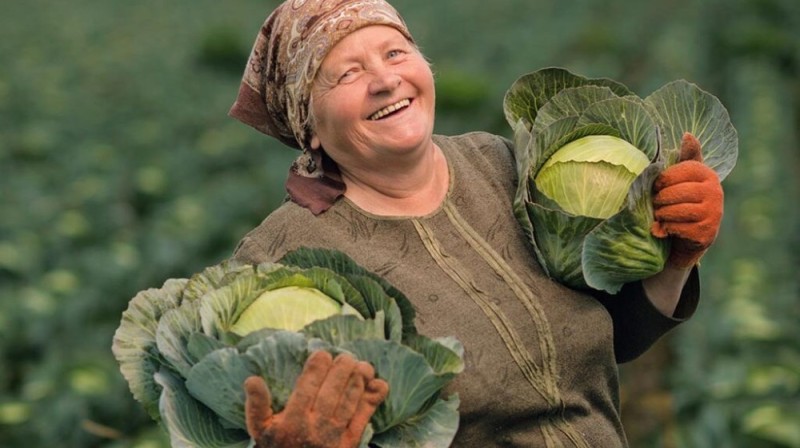 Создать мем: бабулька, лист капусты, сорта капусты