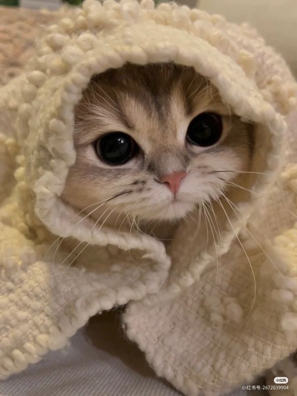 Create meme: cute kittens, cute cats, cat 
