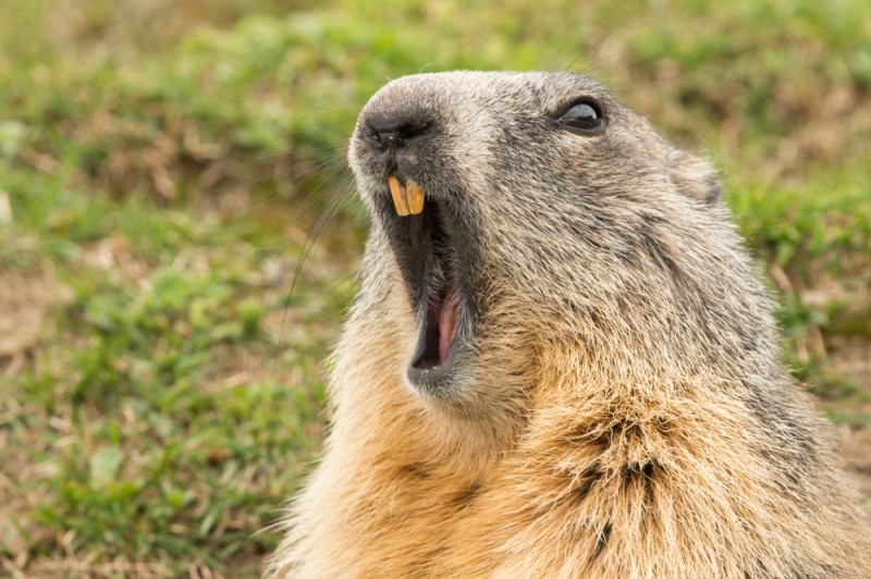 Create meme: groundhog and gopher, marmot , the groundhog baibak yells