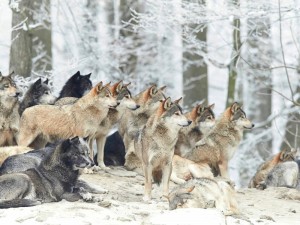 Create meme: wolf in winter forest, wolf pack, wolves pack