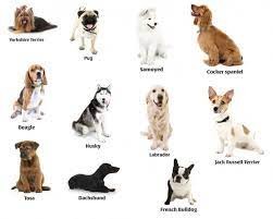 Создать мем: маленькие породы собак названия пород, средние породы собак, разные породы собак