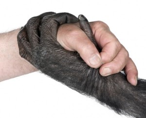 Создать мем: рука человека и обезьяны, racism, рука шимпанзе и рука человека