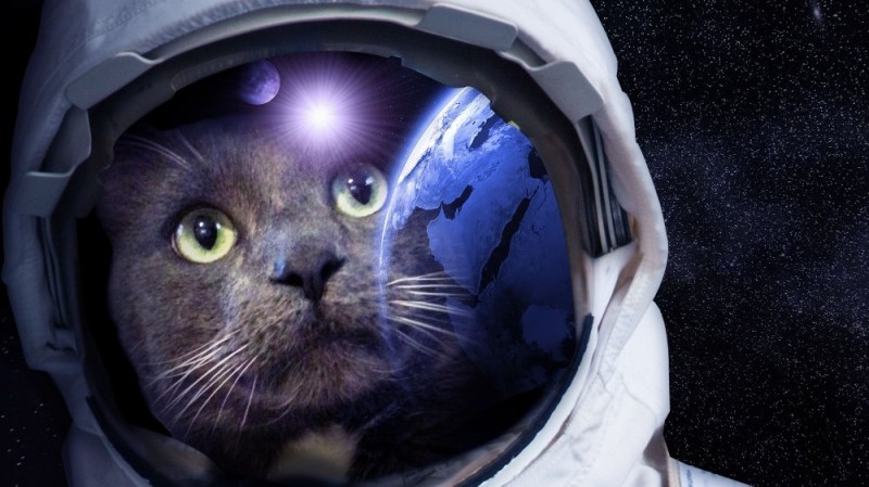 Создать мем: котик в космосе, котик космонавт, кот в скафандре