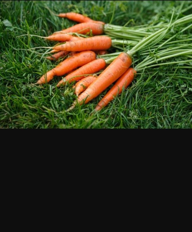 Создать мем: виды моркови, урожай моркови, много моркови