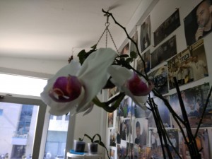 Create meme: flowering in the winter room of Camellia, Orchid mini photo, Phalaenopsis