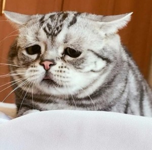 Create meme: cat Luh, sad cat, cat sad