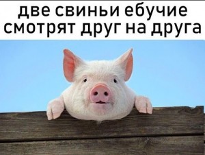 Создать мем: хряк, друг свиньи, рогатая свинья