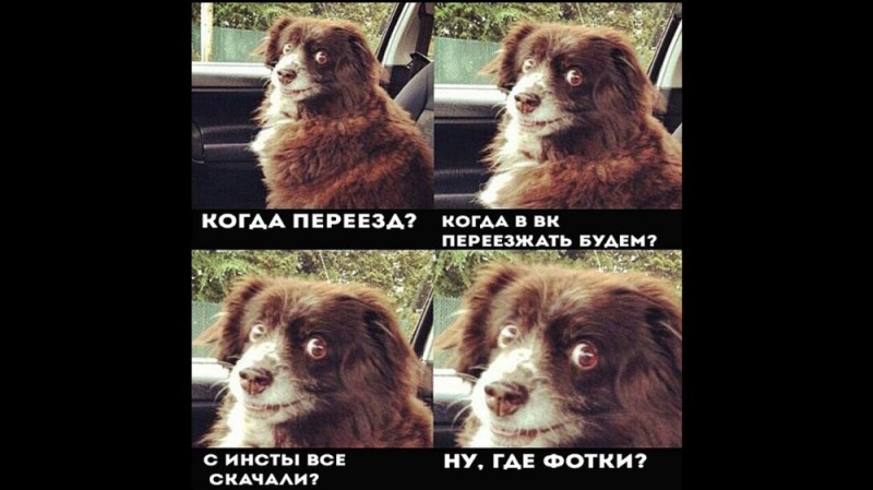 Create meme: shufik the dog, play sofica dog, the dog in the car meme